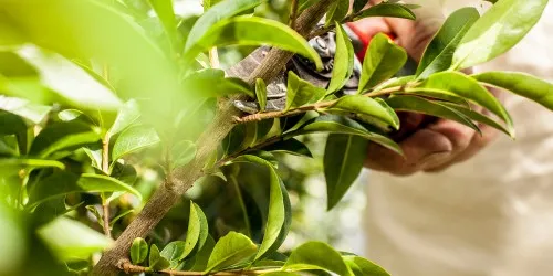 Gepflegte Gartenanlage mit Rasenfläche und Beeten